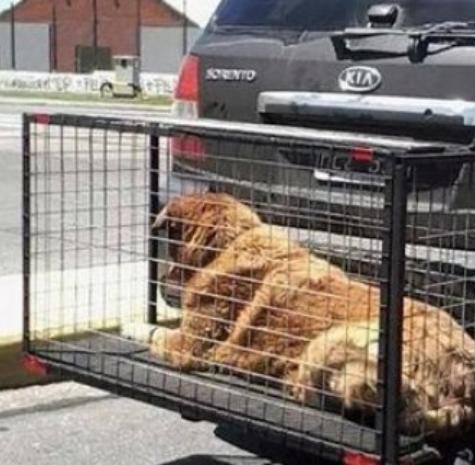 multaran por llevar perros en jaulas